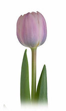 Load image into Gallery viewer, Tulips, Lavender - Wholesale - 48LongStems.com
