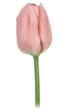 Load image into Gallery viewer, Tulips, Light Pink - Wholesale - 48LongStems.com
