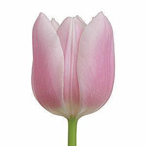 Tulips, Light Pink - Wholesale - 48LongStems.com