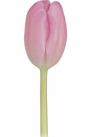 Tulips, Light Pink - Wholesale - 48LongStems.com