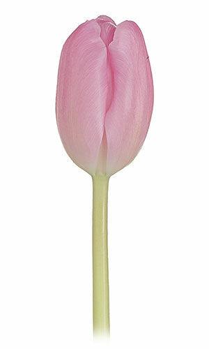 Tulips, Light Pink - Wholesale - 48LongStems.com