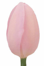 Load image into Gallery viewer, Tulips, Light Pink - Wholesale - 48LongStems.com
