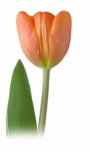Tulips, Orange - Wholesale - 48LongStems.com