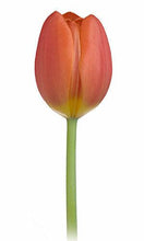 Load image into Gallery viewer, Tulips, Orange - Wholesale - 48LongStems.com
