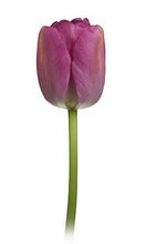 Load image into Gallery viewer, Tulips, Purple - Wholesale - 48LongStems.com
