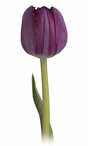 Tulips, Purple - Wholesale - 48LongStems.com
