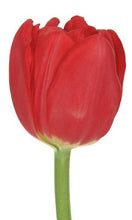 Load image into Gallery viewer, Tulips, Red - Wholesale - 48LongStems.com
