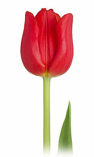 Tulips, Red - Wholesale - 48LongStems.com