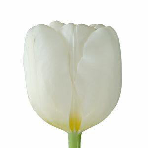Tulips, White - Wholesale - 48LongStems.com