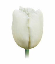 Load image into Gallery viewer, Tulips, White - Wholesale - 48LongStems.com
