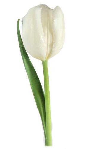 Tulips, White - Wholesale - 48LongStems.com