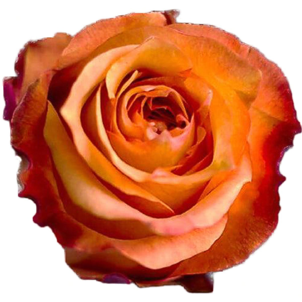 Twilight Peach Orange Roses Wholesale - 48LongStems.com