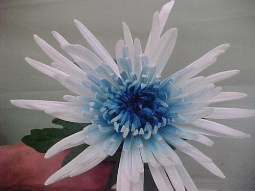 Two-Toned White & Blue Tinted Spider Mum - 48LongStems.com