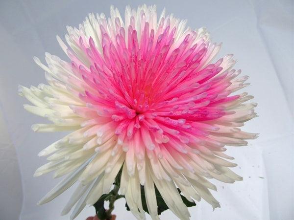 Two-Toned White & Pink Tinted Spider Mum - 48LongStems.com