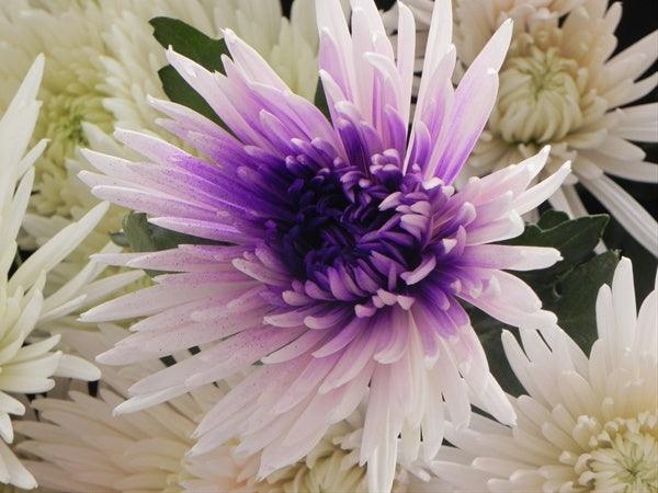 Two-Toned White & Purple Tinted Spider Mum - 48LongStems.com