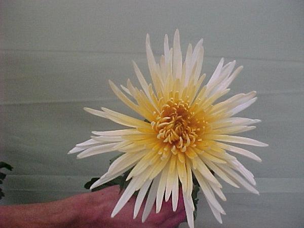 Two-Toned White & Yellow Tinted Spider Mum - 48LongStems.com