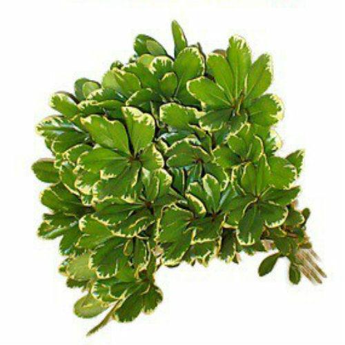 Variegated Pittosporum Greens - Wholesale - 48LongStems.com