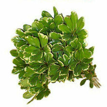 Load image into Gallery viewer, Variegated Pittosporum Greens - Wholesale - 48LongStems.com
