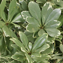Load image into Gallery viewer, Variegated Pittosporum Greens - Wholesale - 48LongStems.com

