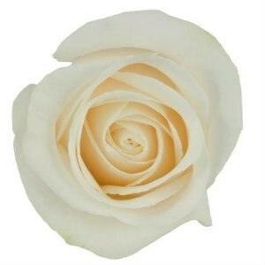 Vendela White Roses Wholesale - 48LongStems.com