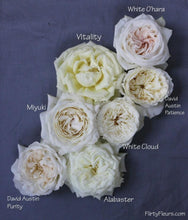 Load image into Gallery viewer, Vitality White Garden Roses Wholesale - 48LongStems.com
