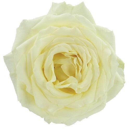 Vitality White Garden Roses Wholesale - 48LongStems.com