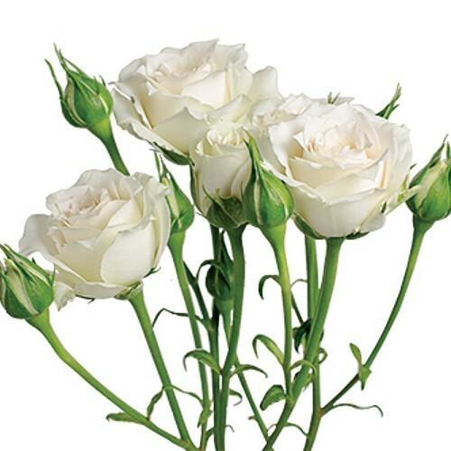 Viviane White Spray Roses - 40cm - 48LongStems.com
