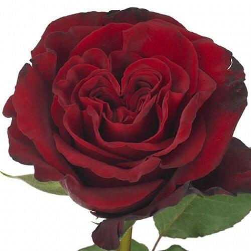 Wanted Garden Roses | Wholesale Wanted Garden Roses – 48LongStems.com