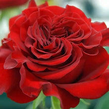 Load image into Gallery viewer, Wanted Garden Roses Wholesale - 48LongStems.com
