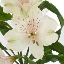Load image into Gallery viewer, White Alstroemeria - 48LongStems.com
