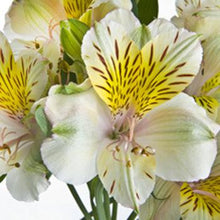 Load image into Gallery viewer, White Alstroemeria - 48LongStems.com
