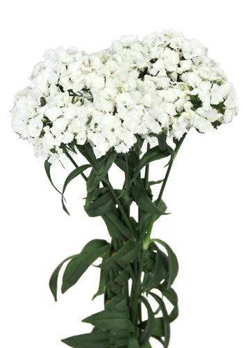 White Amazon Dianthus - Wholesale - 48LongStems.com