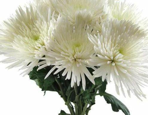 spider mums plants for sale Wholesale White Anastasia Spider Mums – 48LongStems.com