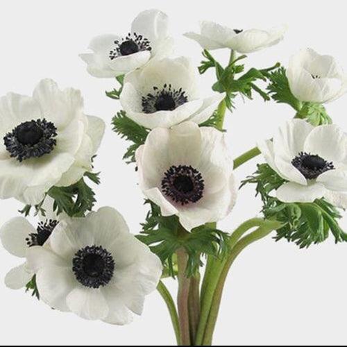 White Anemone - 48LongStems.com