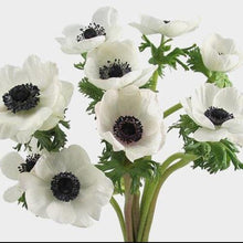 Load image into Gallery viewer, White Anemone - 48LongStems.com
