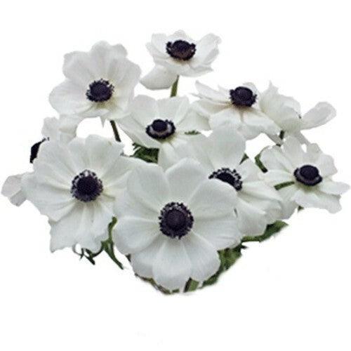 White Anemone - 48LongStems.com