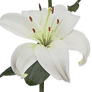 ftd-cdb white asiatic lilies Wholesale White Asiatic Lilies