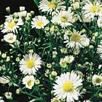 Load image into Gallery viewer, White Aster - 48LongStems.com
