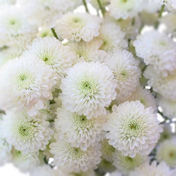 Ivory Button Mums Wholesale White Button Mums | Bulk White Button Mums – 48LongStems.com