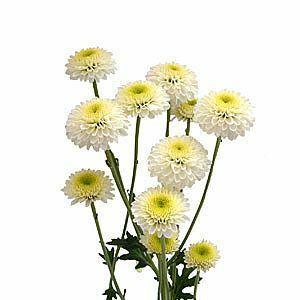 Ivory Button Mums Wholesale White Button Mums | Bulk White Button Mums – 48LongStems.com