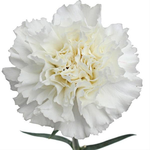 White Carnations - Standard - 48LongStems.com
