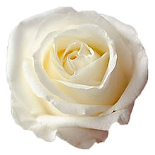 Load image into Gallery viewer, White Chocolate White Roses Wholesale - 48LongStems.com
