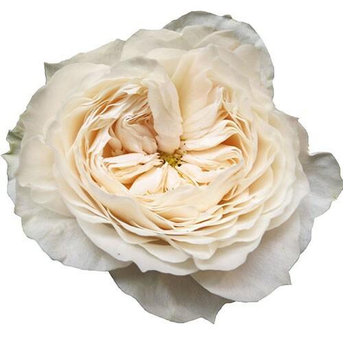 White Cloud Garden Roses Wholesale - 48LongStems.com