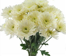 Load image into Gallery viewer, White Cushion Mum - 48LongStems.com
