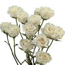 Load image into Gallery viewer, White Majolica Spray Rose - 40cm - 48LongStems.com
