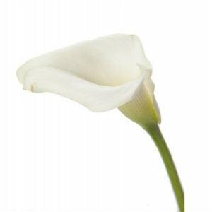 White Mini Calla Lilies - Wholesale - 48LongStems.com
