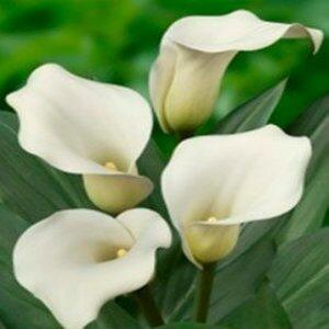 white calla lilies bulk White Mini Calla Lilies White / 100 Stems