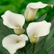 Load image into Gallery viewer, White Mini Calla Lilies - Wholesale - 48LongStems.com
