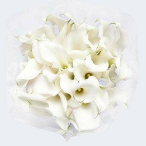 White Mini Calla Lilies - Wholesale - 48LongStems.com