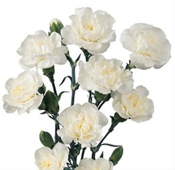 White Mini Carnations - 48LongStems.com